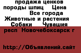 продажа ценков породы шпиц  › Цена ­ 35 000 - Все города Животные и растения » Собаки   . Чувашия респ.,Новочебоксарск г.